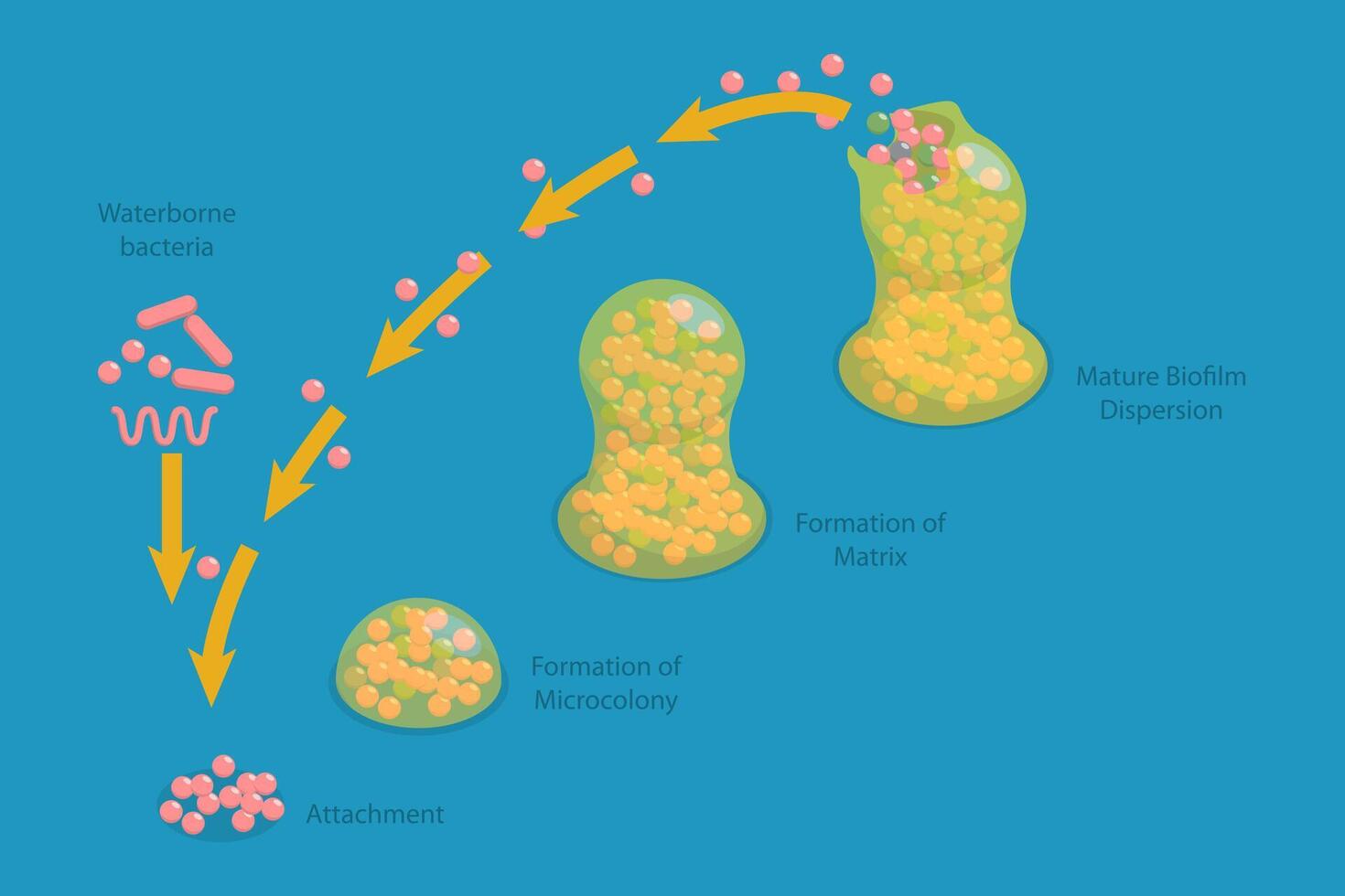 3D Isometric Flat Conceptual Illustration of Biofilm Formation Stages, Life Cycle of Staphylococcus Aureus vector
