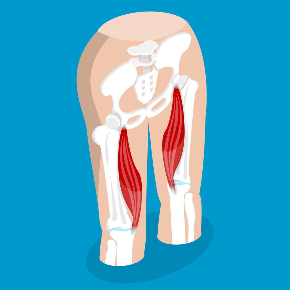 3D Isometric Flat Conceptual Illustration of Semimembranosus, Posterior Thigh Muscle vector