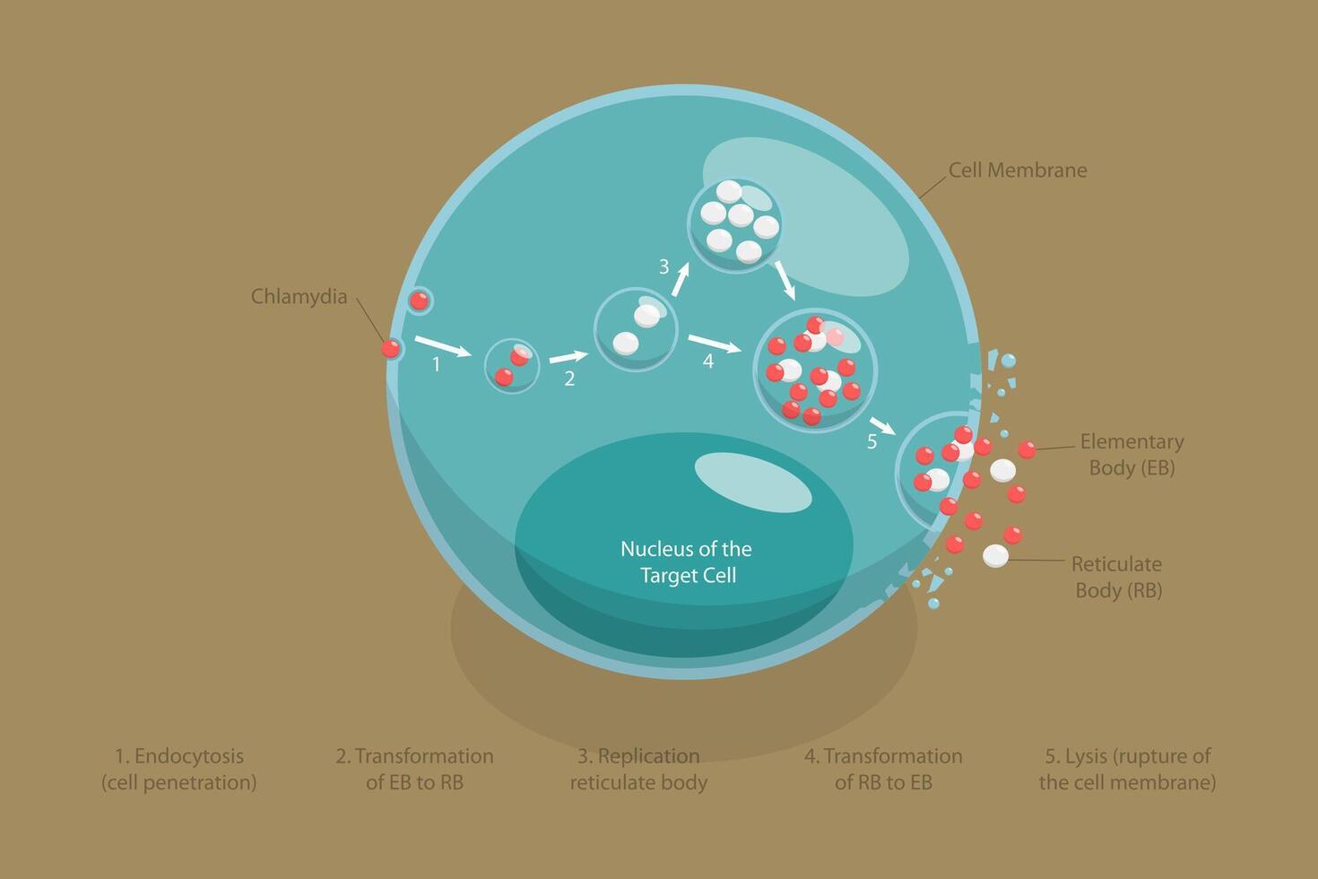 3D Isometric Flat Conceptual Illustration of Chlamydia Life Cycle, Sexually Transmitted Disease vector