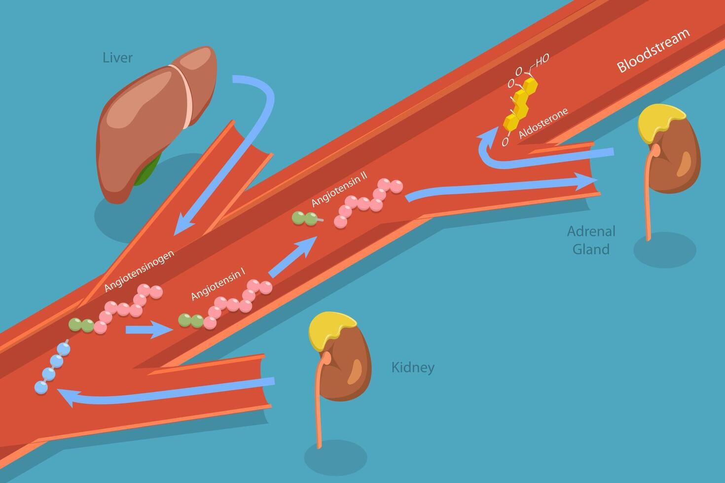 Diagram of bloodstream hormone pathways vector