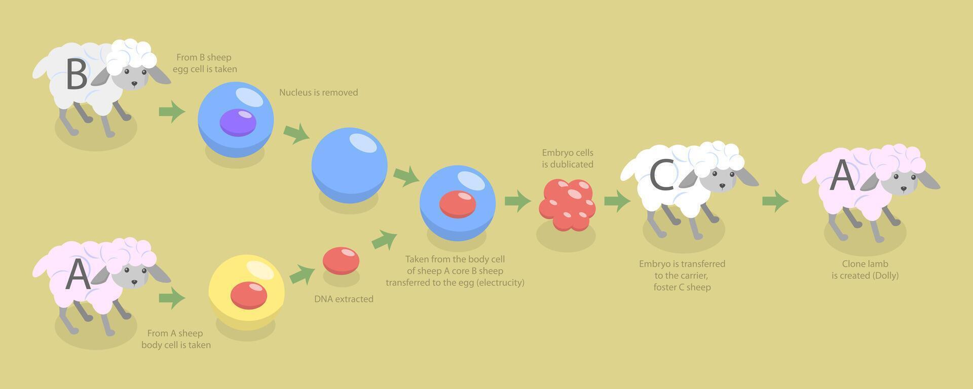 Illustration of sheep cloning process vector