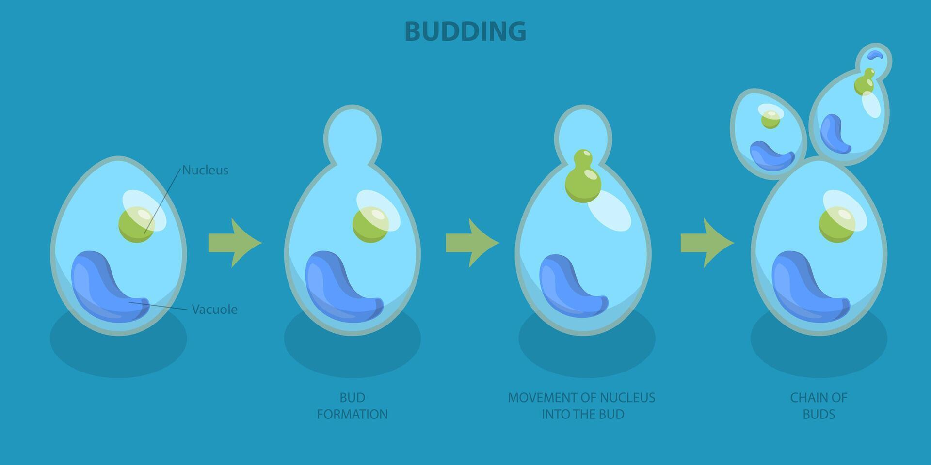 Diagram of the cellular budding process vector