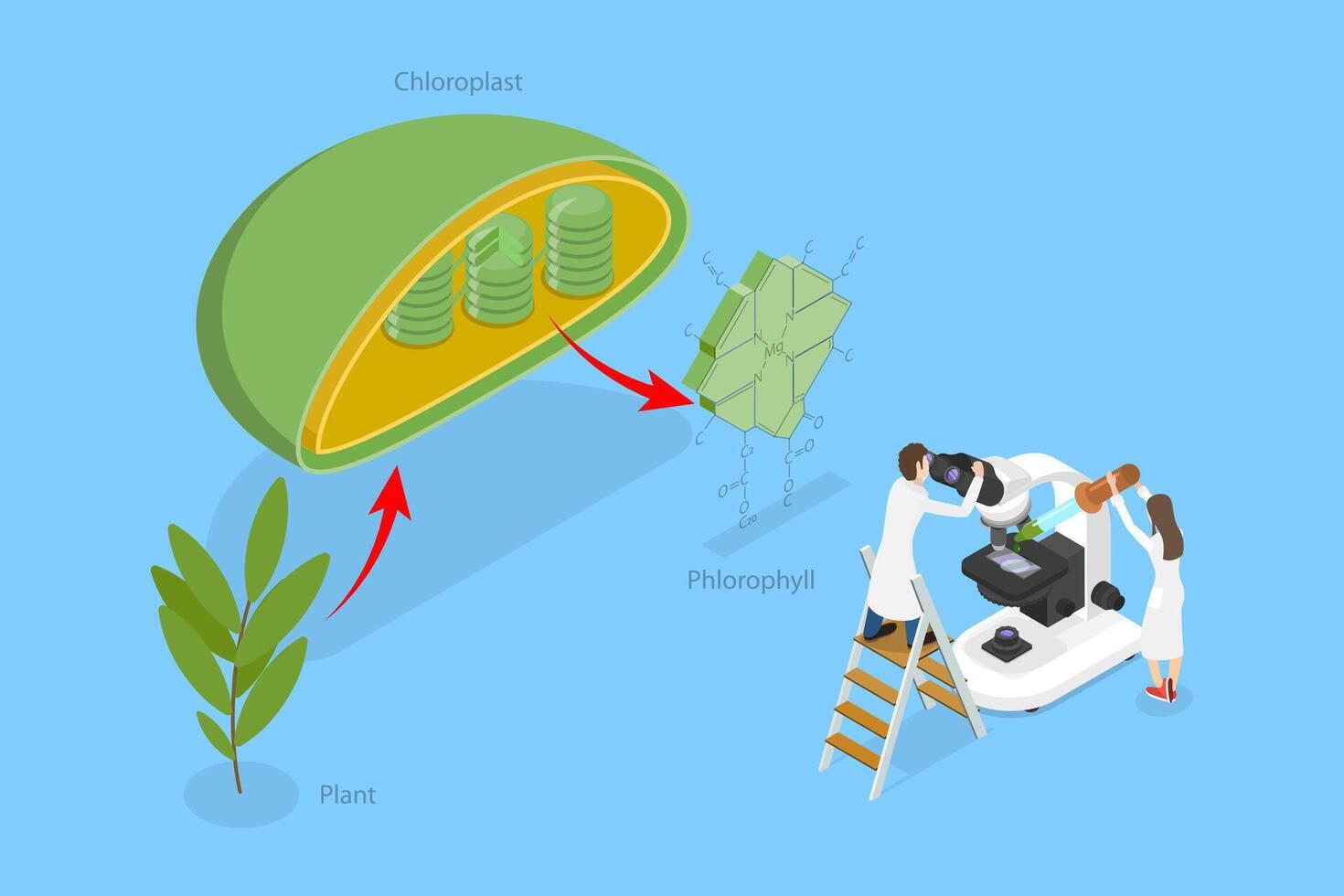Chloroplasts in a plant illustration vector
