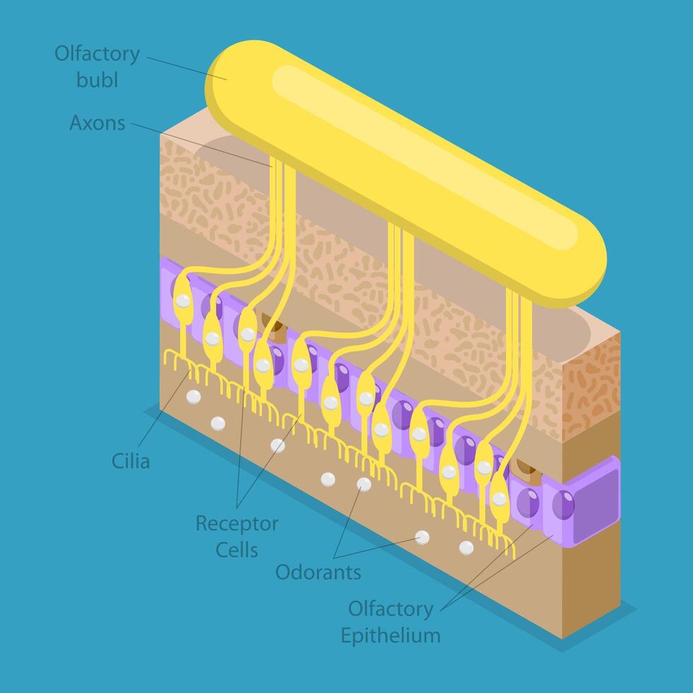 Diagram of the olfactory system anatomy vector