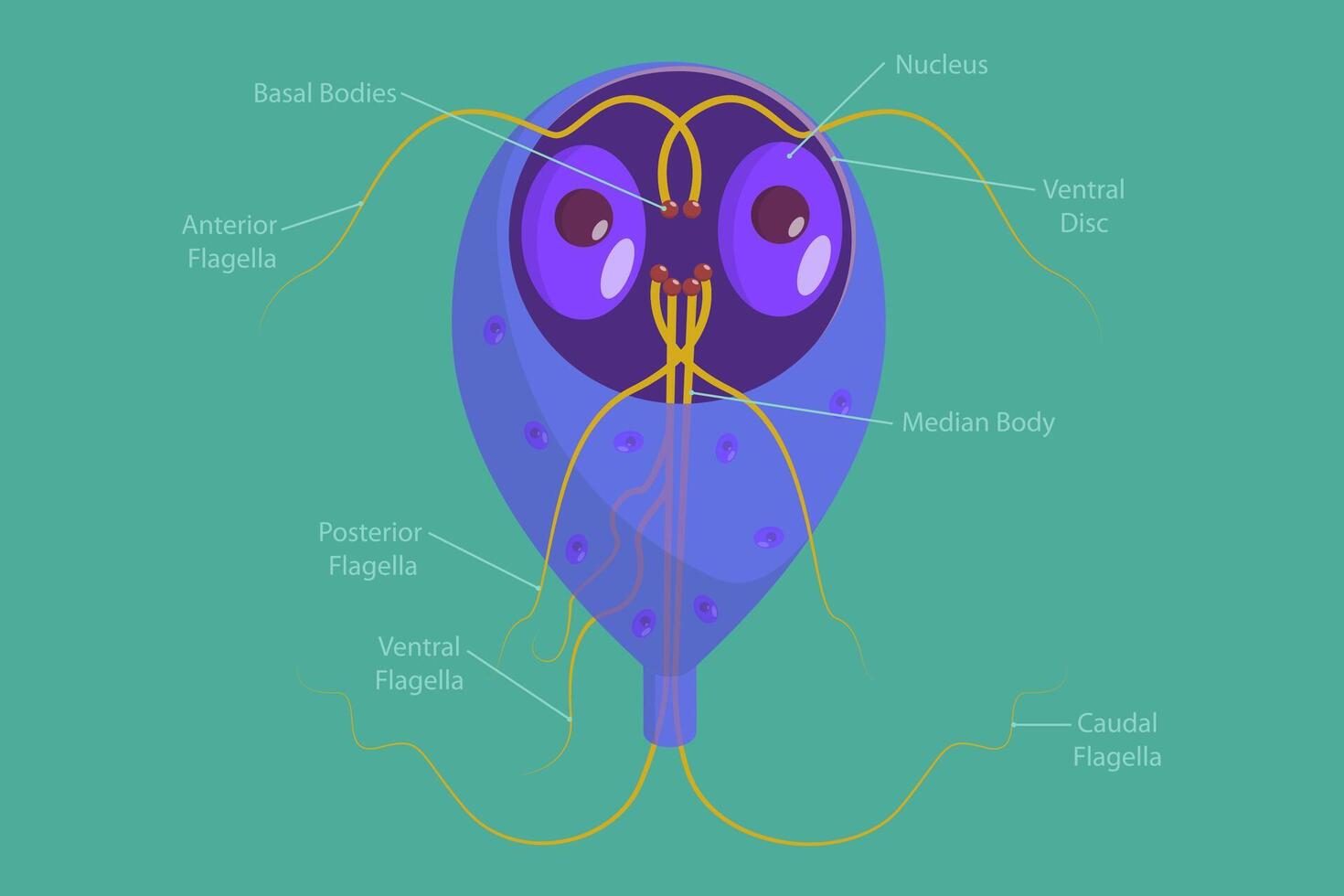 3D Isometric Flat Conceptual Illustration of Giardia Lamblia, Anaerobic Flagellated Protozoan Parasites vector