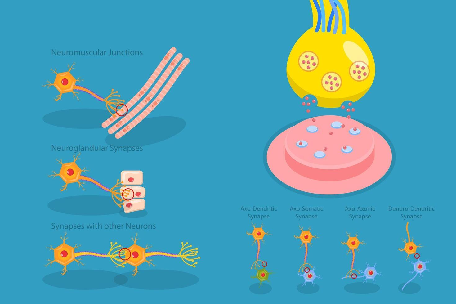 3D Isometric Flat Conceptual Illustration of Synapse, Neuromuscular Junction vector