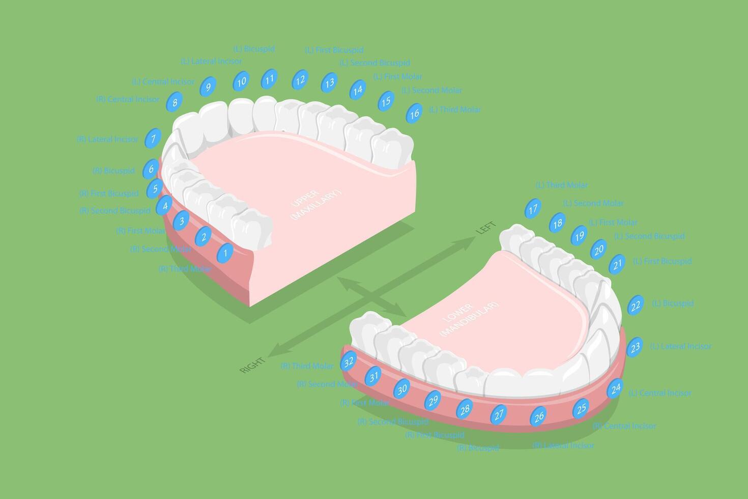 3D Isometric Flat Conceptual Illustration of Teeth Numbers , Dentist Numbering System vector
