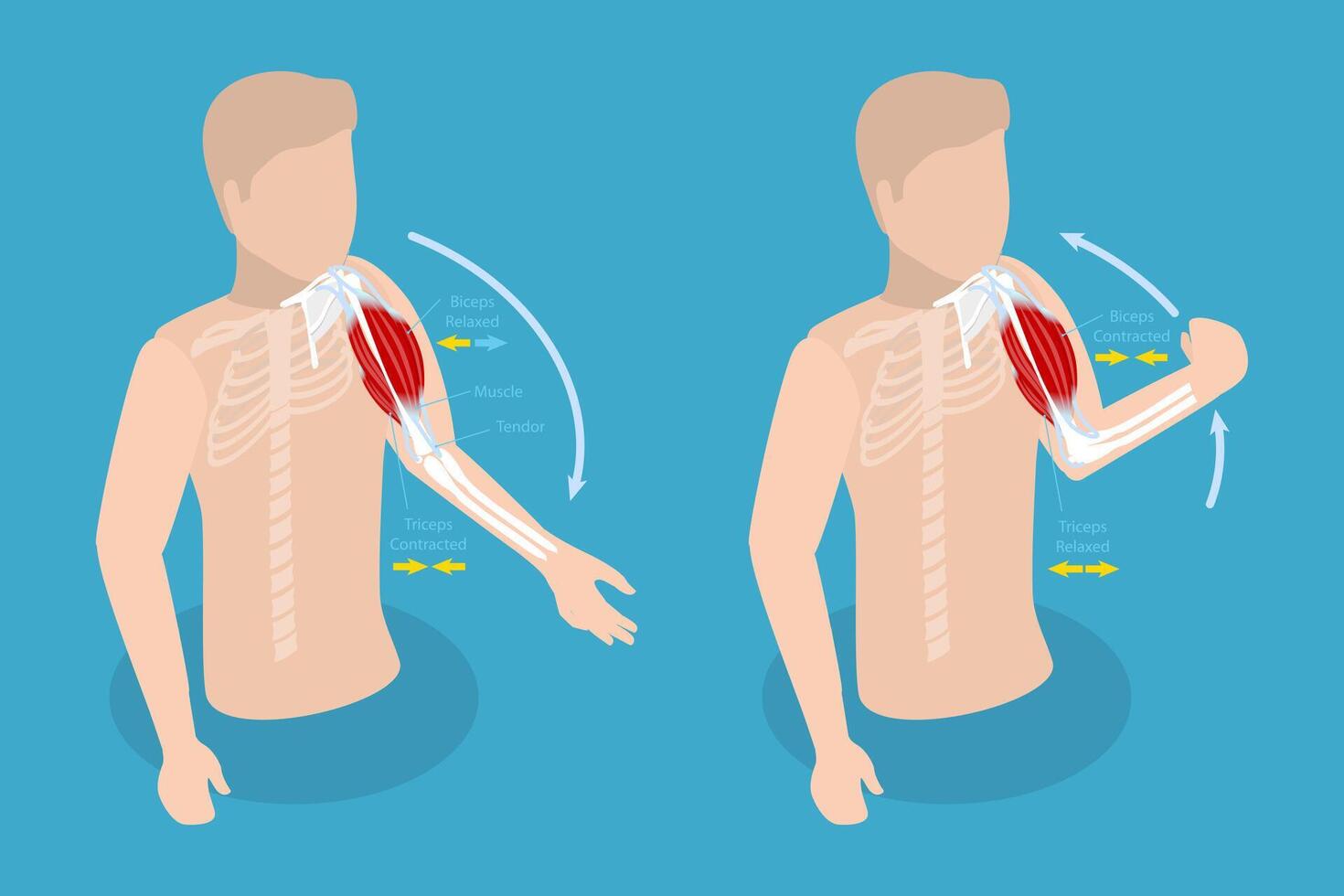 3D Isometric Flat Conceptual Illustration of Anatomical Contracted And Relaxed Arm Muscular, Biceps and Triceps Motion Anatomy vector