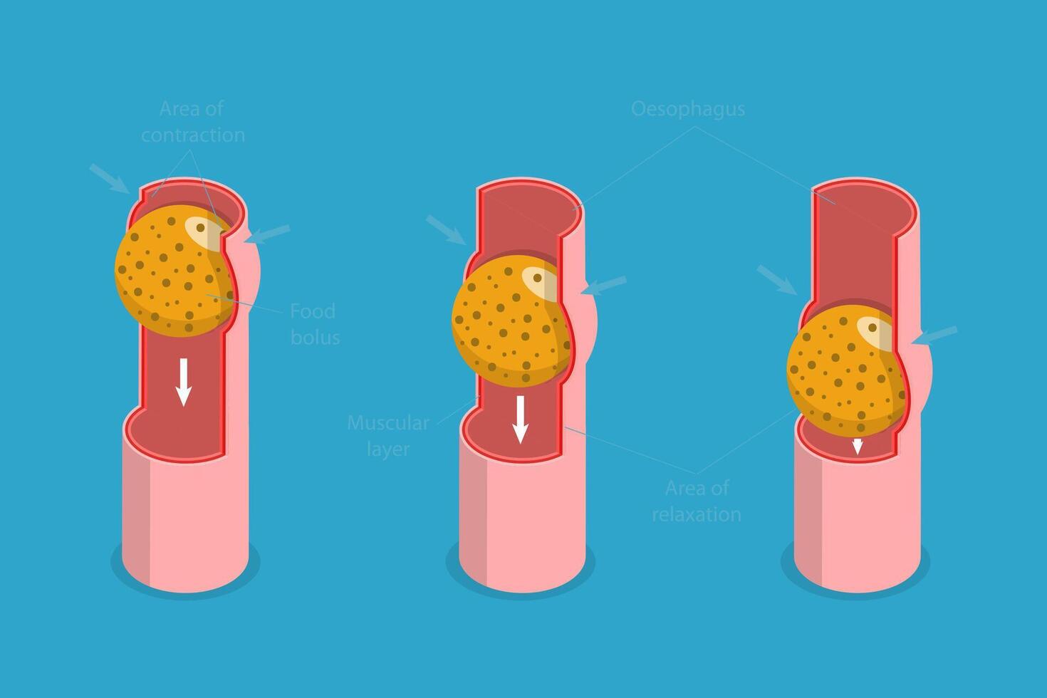 3D Isometric Flat Conceptual Illustration of Peristalsis, Swallow Eating Problem vector