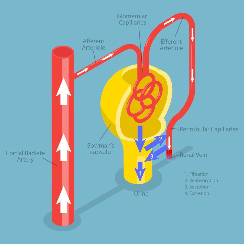 Diagram of human kidney anatomy and function vector