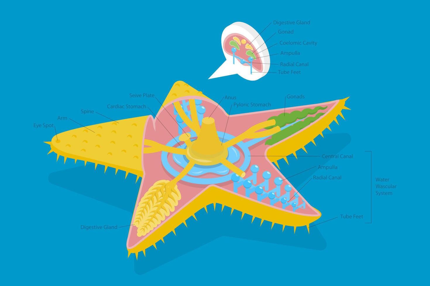 Illustration of starfish internal anatomy vector