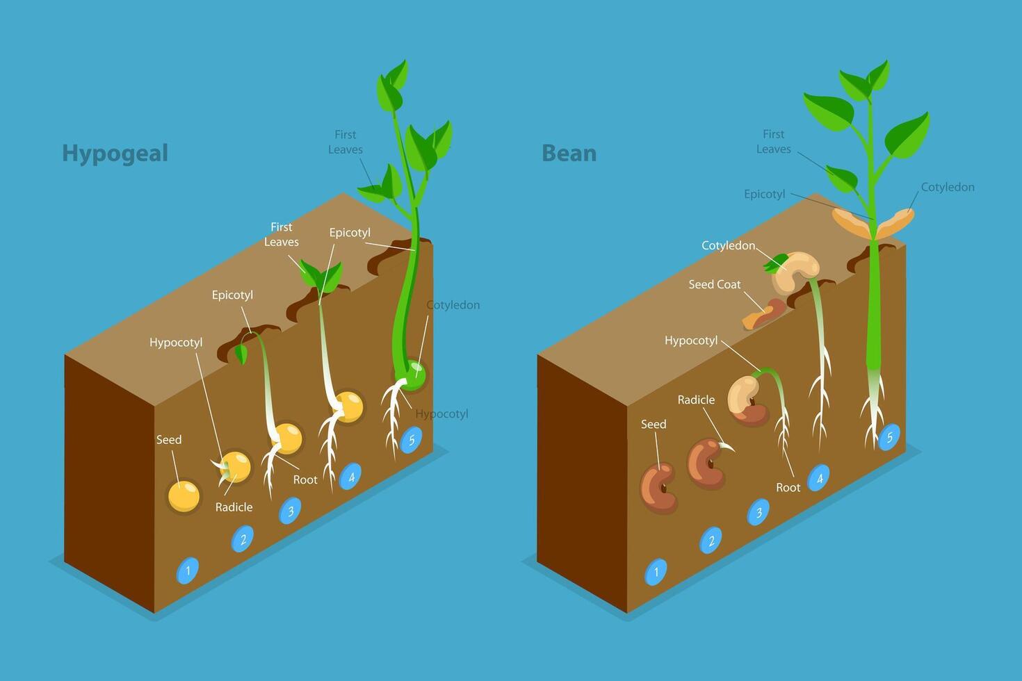 3D Isometric Flat Conceptual Illustration of Seed Germination, Growing Plant vector
