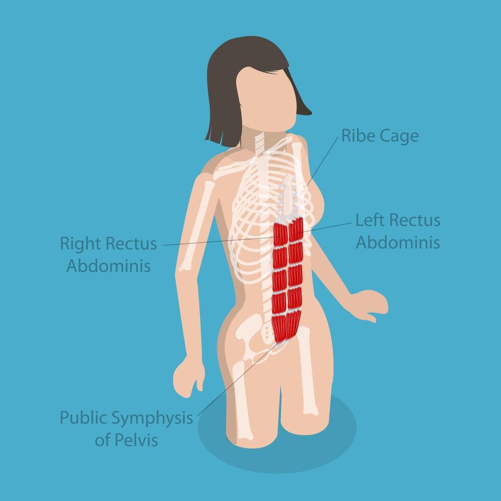 3D Isometric Flat Conceptual Illustration of Rectus Abdominis, Core Muscle Anatomy vector