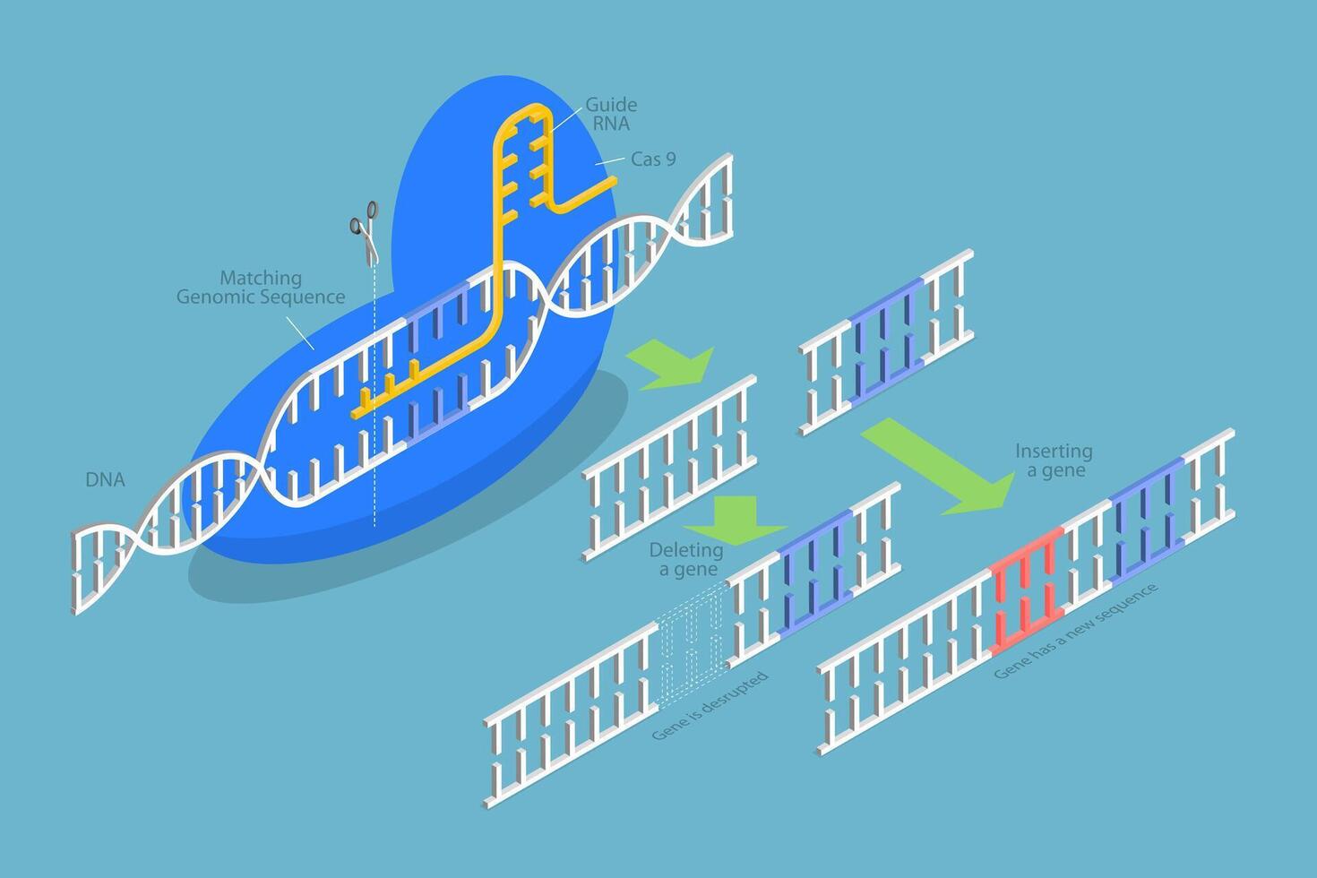 3D Isometric Flat Conceptual Illustration of CRISPR, Artificial Genome Editing vector