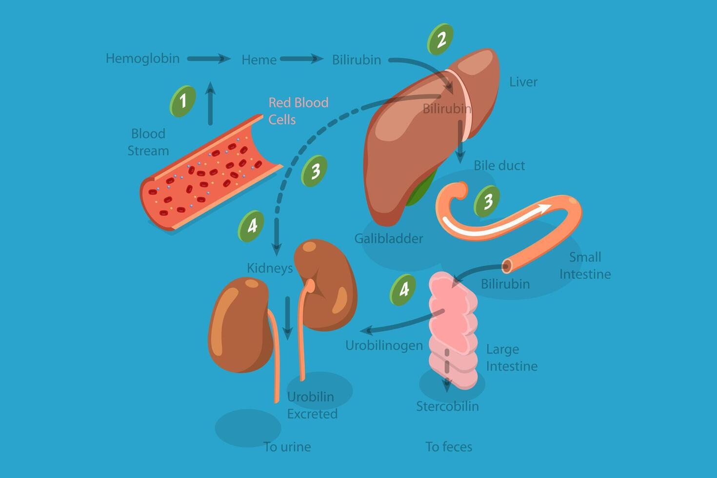 3D Isometric Flat Conceptual Illustration of Heme Catabolism, Educational Diagram vector