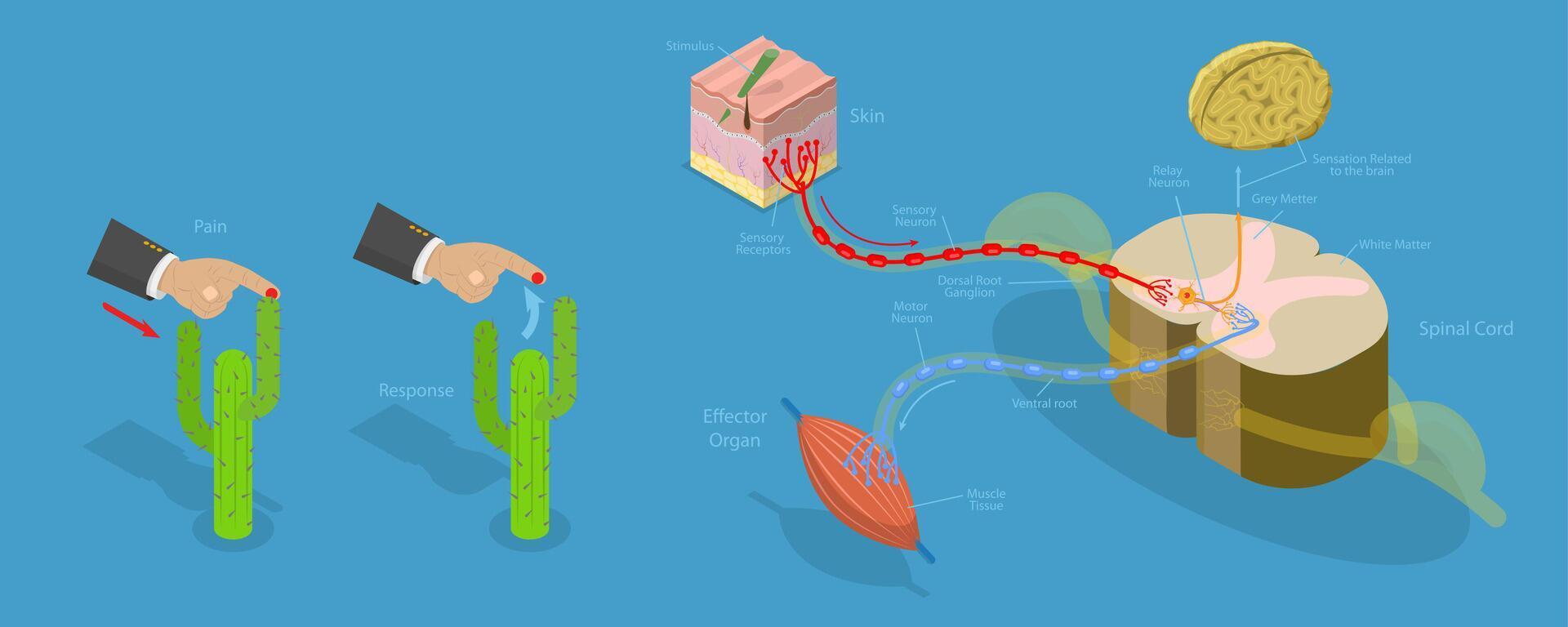 3D Isometric Flat Conceptual Illustration of Reflex ARC, Labeled Educational Schema vector