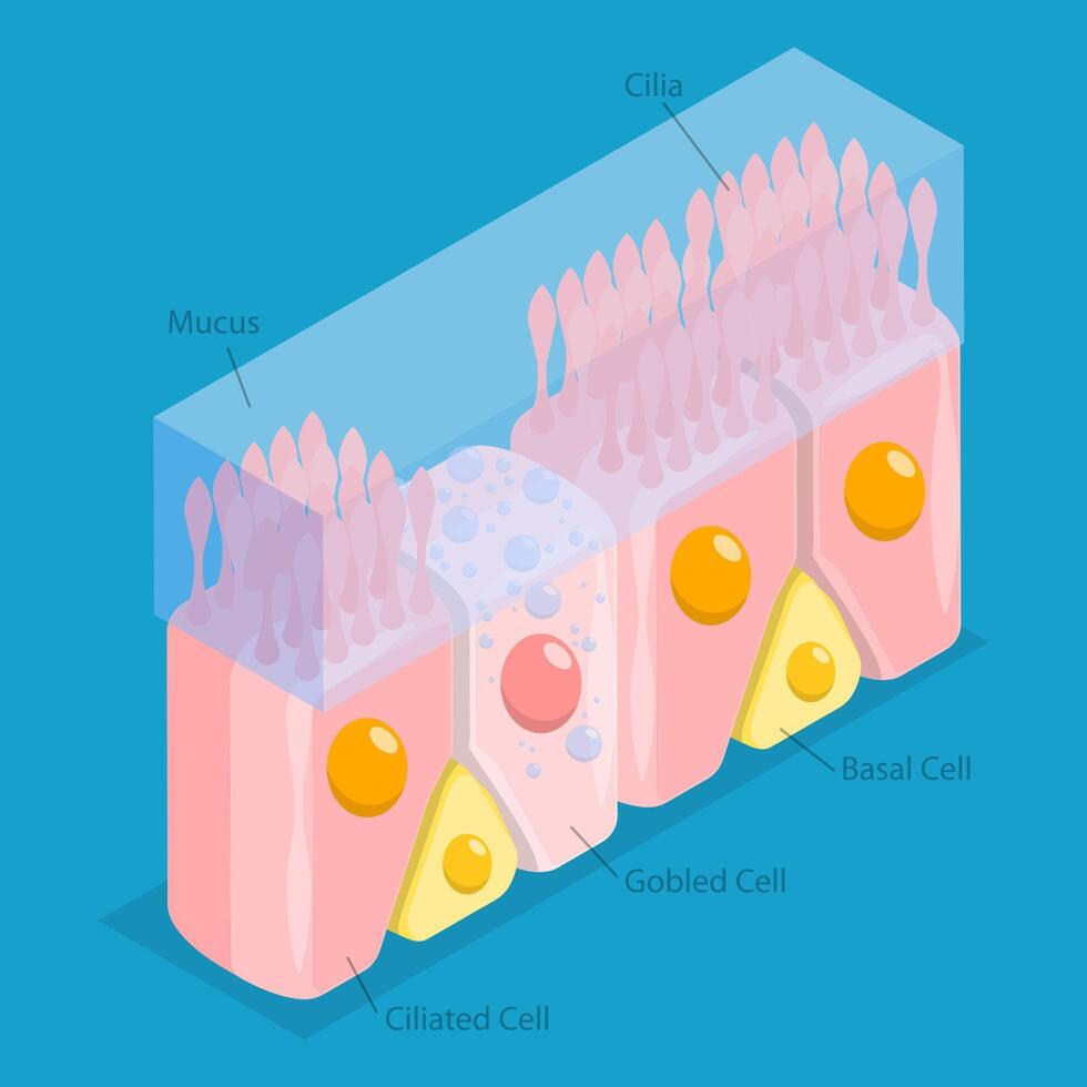 3D Isometric Flat Conceptual Illustration of Nasal Mucosa Cells, Medical Educational Diagram vector