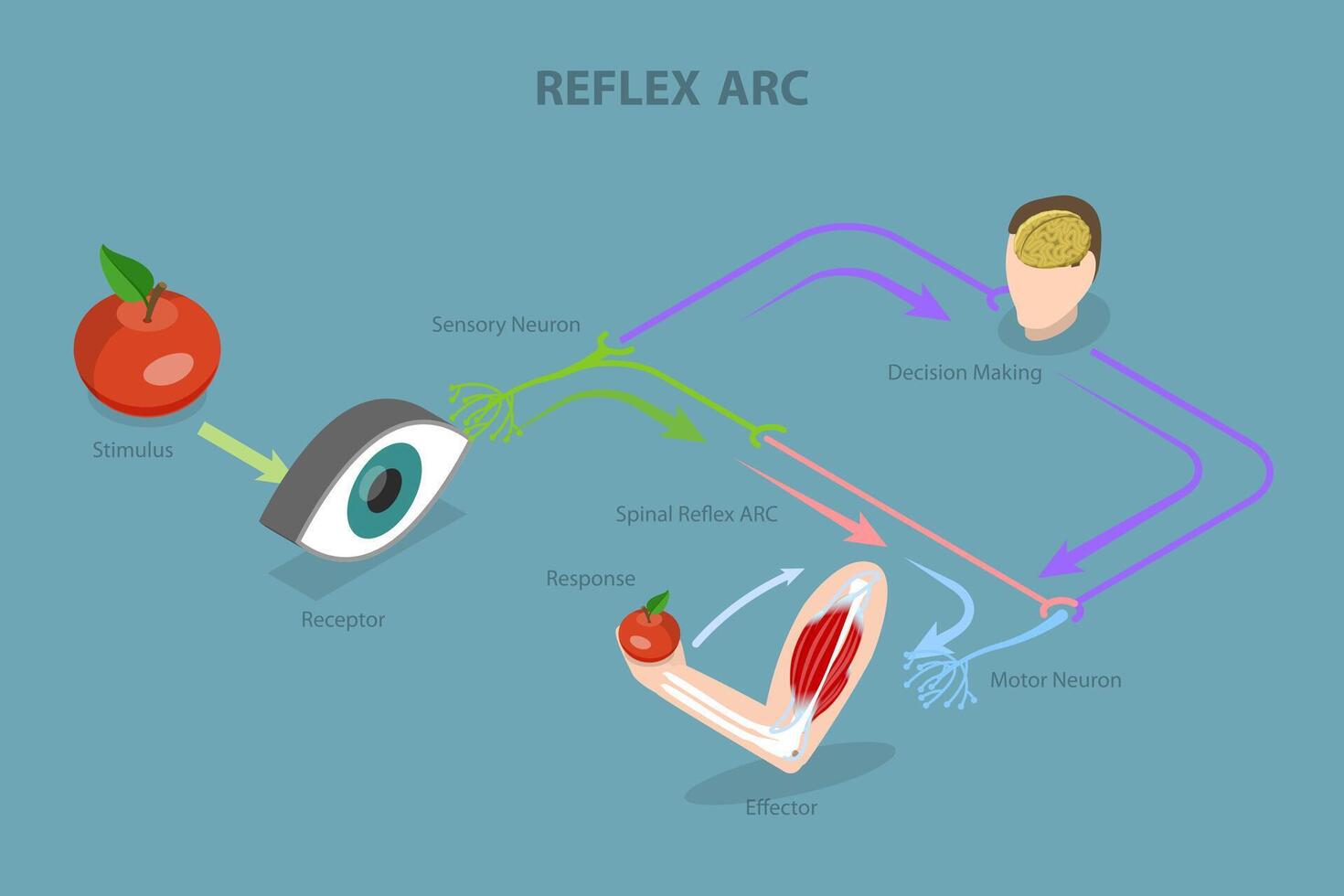 3D Isometric Flat Conceptual Illustration of Reflex ARC, Educational Diagram vector