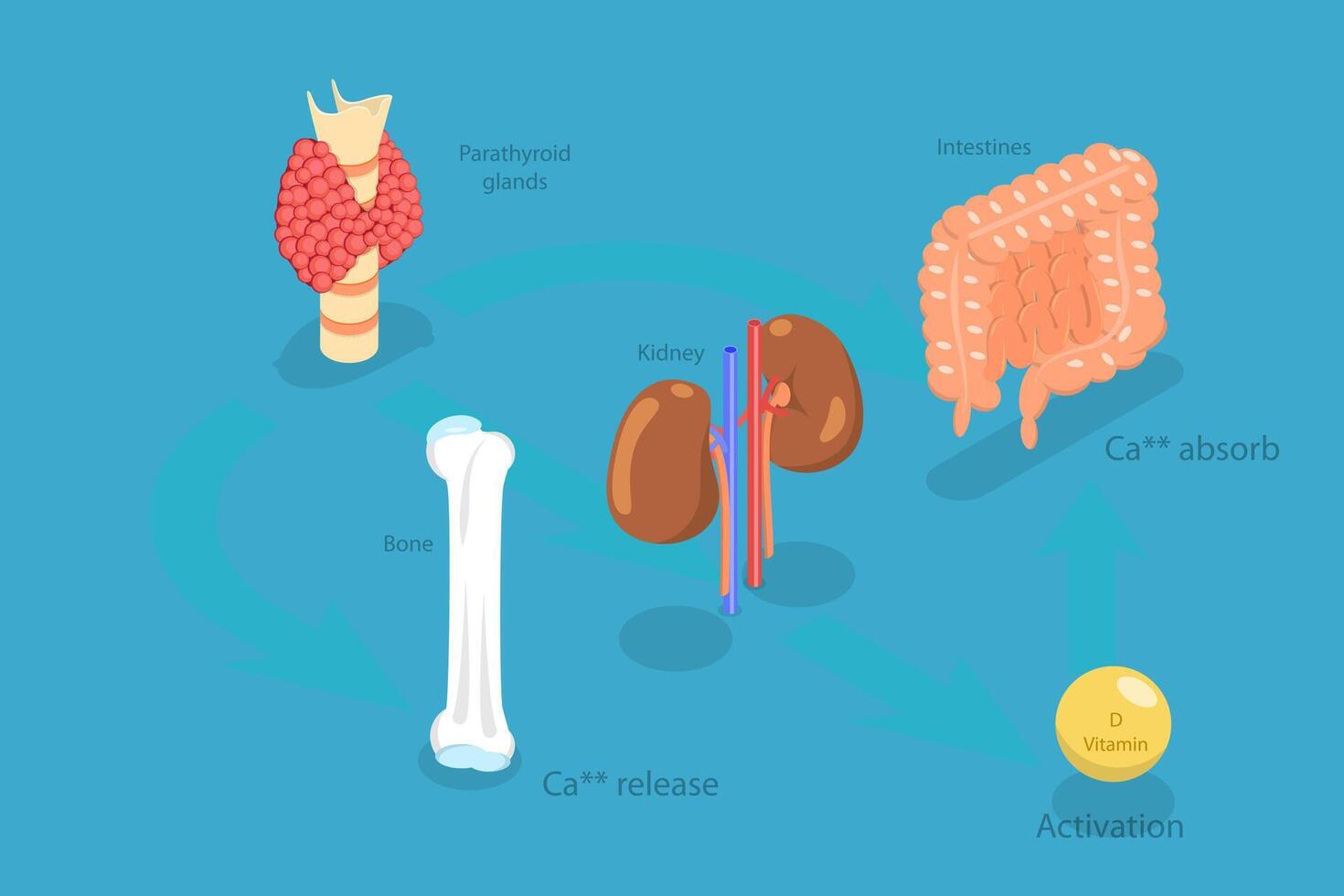 3D Isometric Flat Conceptual Illustration of Parathyroid Hormone And Calcium Metabolism, Human Endocrine System vector