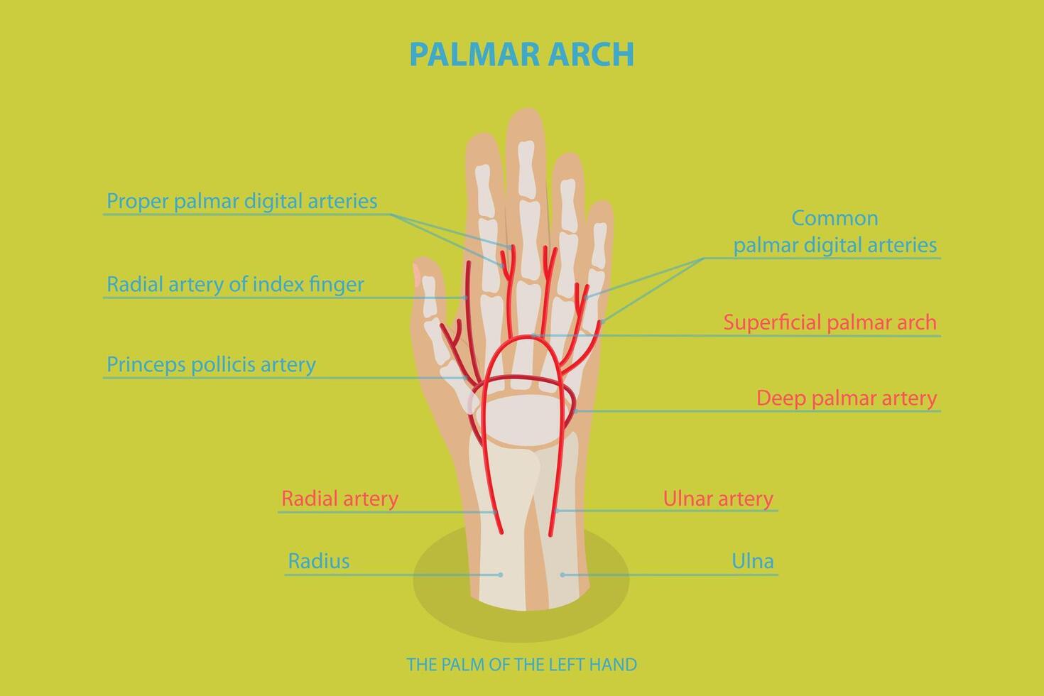 3D Isometric Flat Conceptual Illustration of Palmar ARCH, Health Care Labeled Guide vector