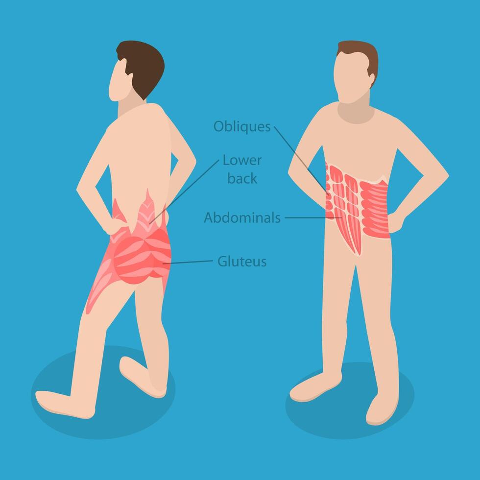 Muscle groups in human anatomy illustration vector
