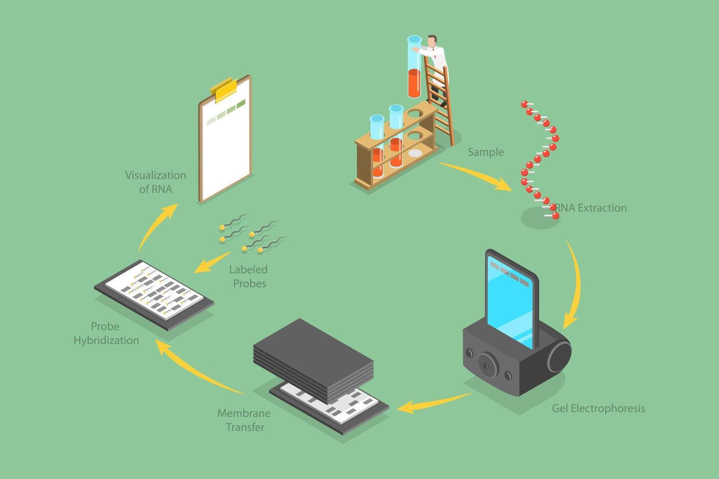 3D Isometric Flat Conceptual Illustration of Northern Blot, Educational Diagram vector
