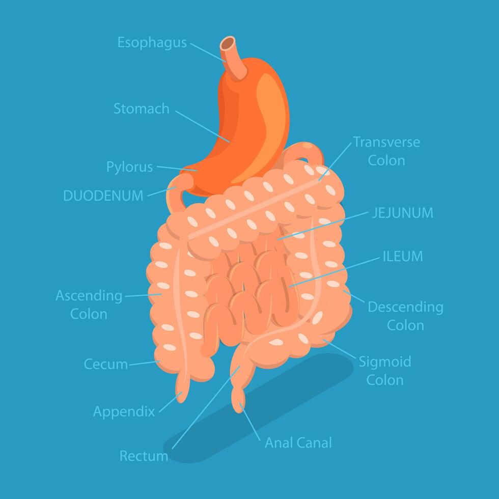 3D Isometric Flat Conceptual Illustration of Gastrointestinal Tract, Intestine Health vector