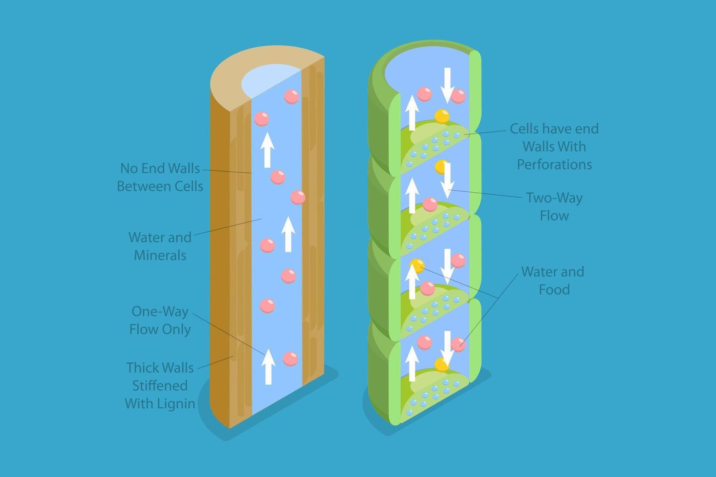 3D Isometric Flat Conceptual Illustration of Xylem And Phloem Water, Labeled Biological Structure Scheme vector