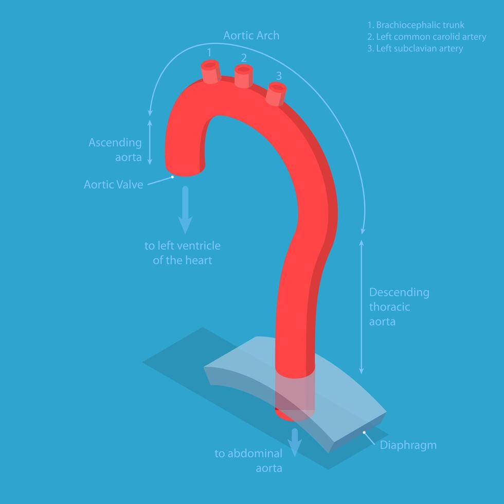 3D Isometric Flat Conceptual Illustration of Aorta Segments, Educational Diagrams vector