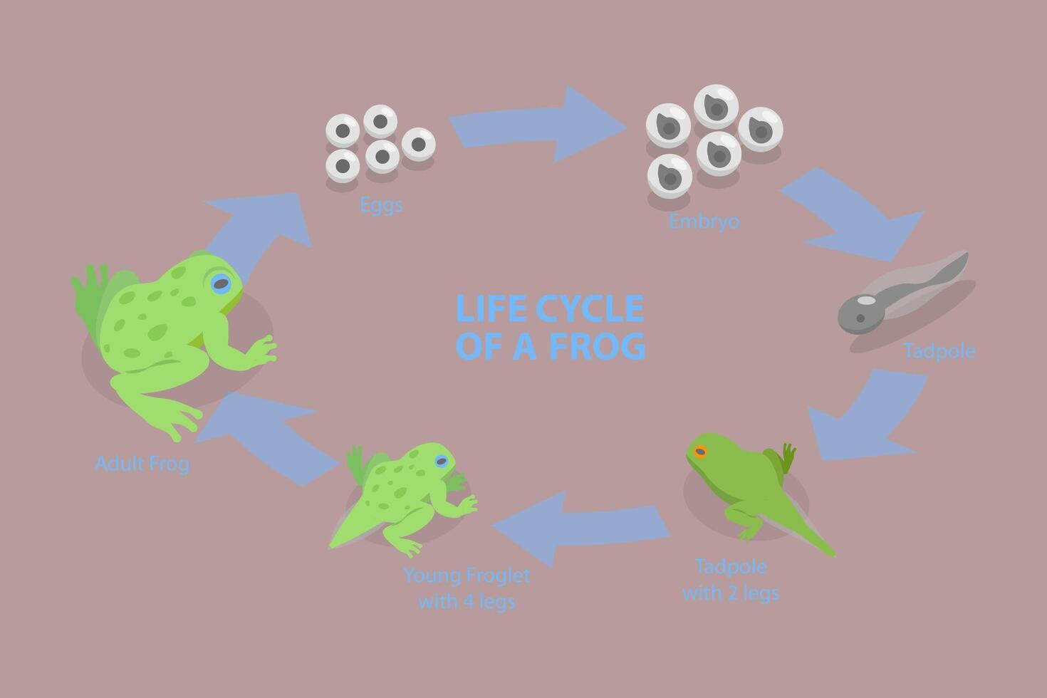 3D Isometric Flat Conceptual Illustration of Life Cycle Of A Frog, Amphibian Reproduction vector