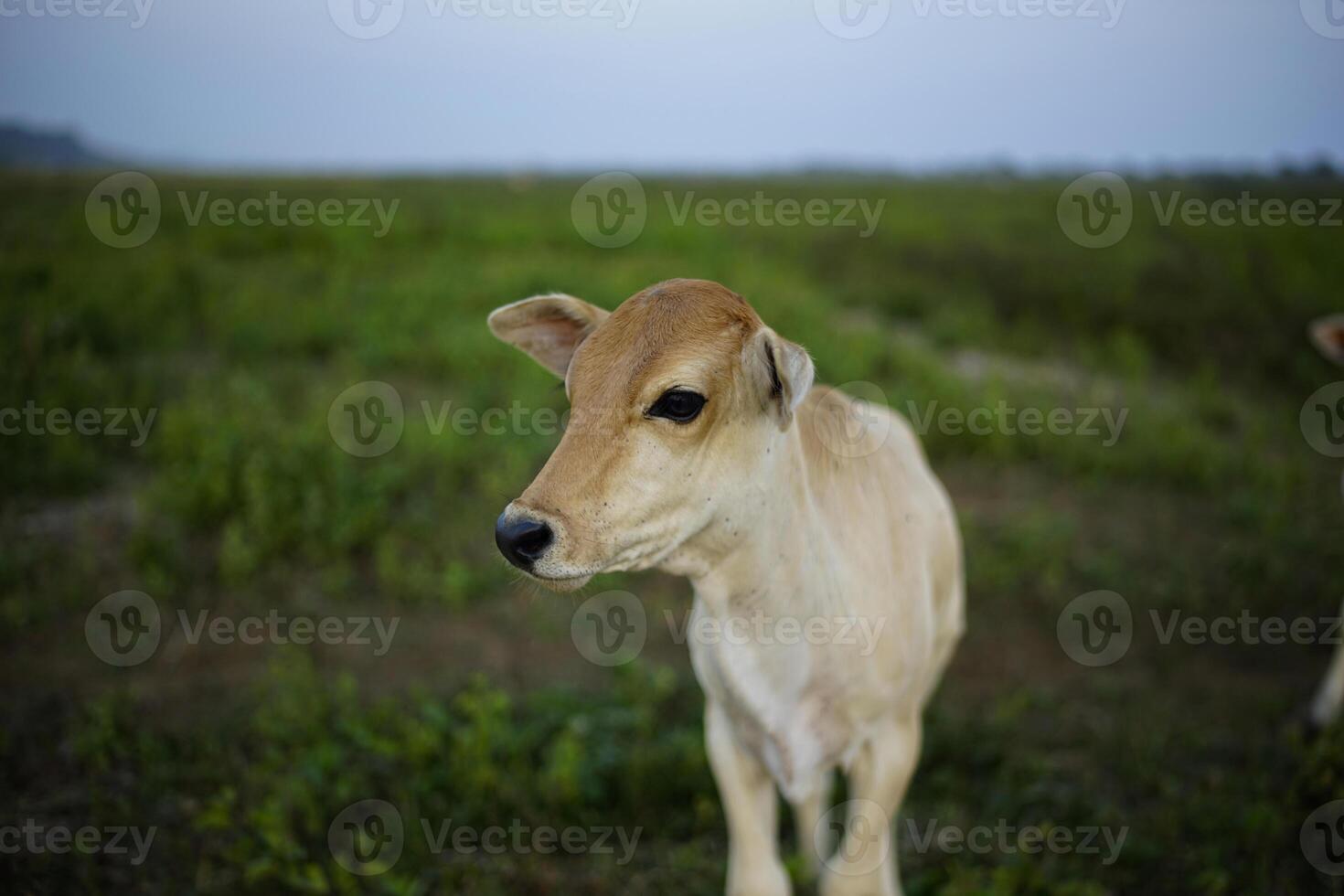 close up of cows on a blur green background photo
