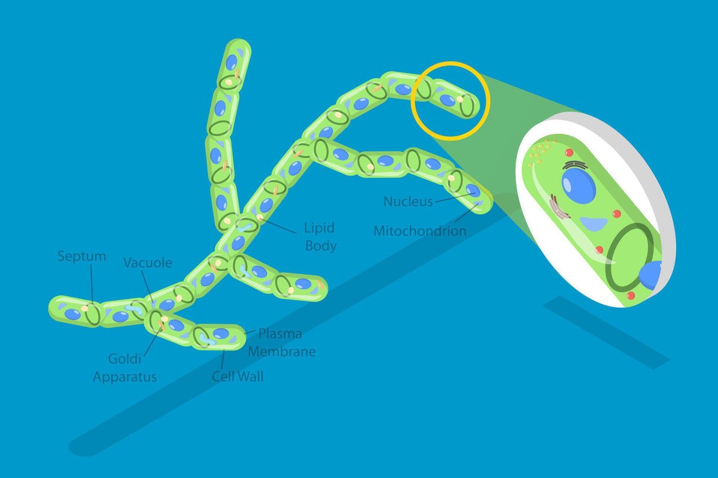 3D Isometric Flat Conceptual Illustration of Fungi Cell, Educational Schema vector