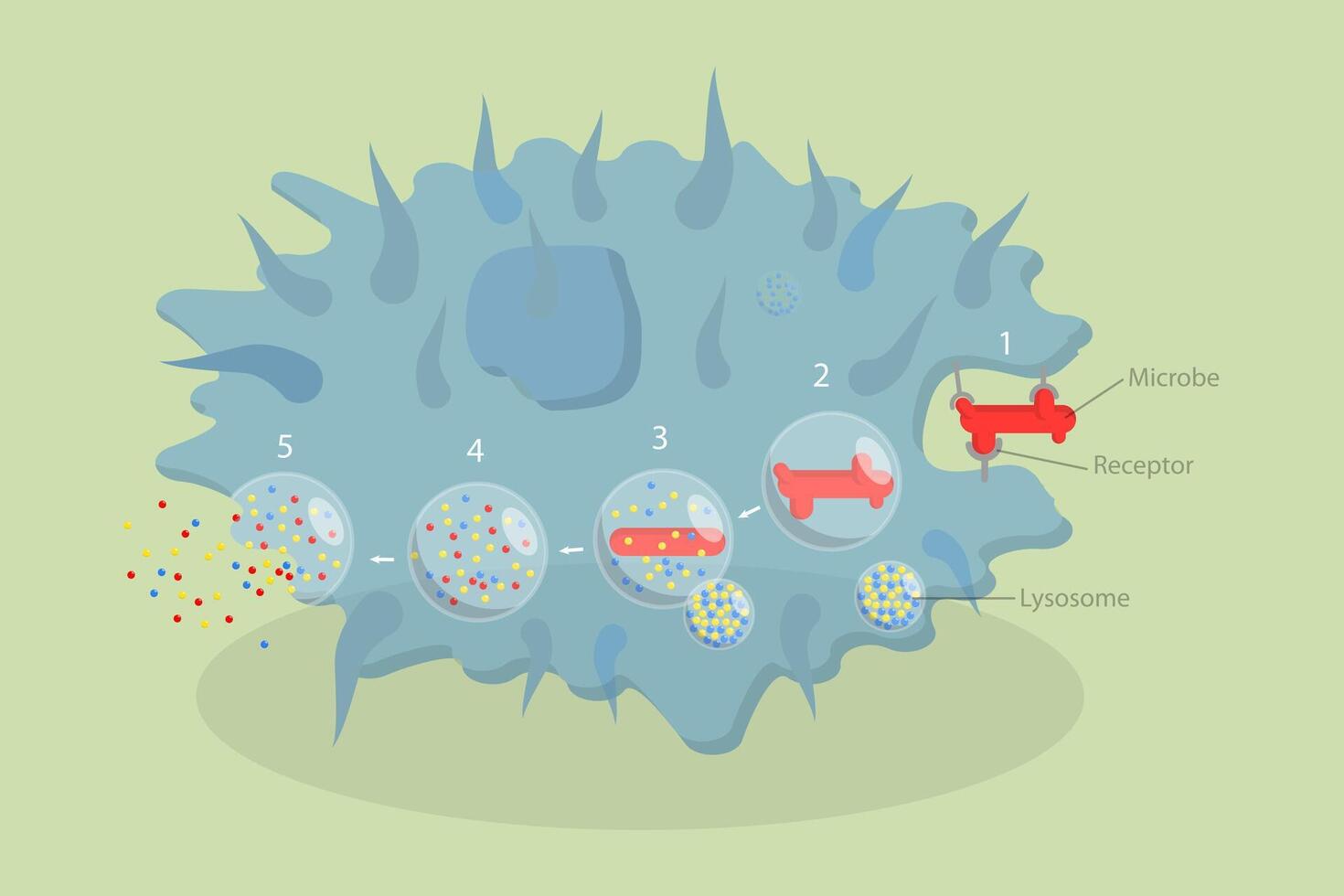 3D Isometric Flat Conceptual Illustration of Phagocytosis, Labeled endocytosis Educational Scheme vector