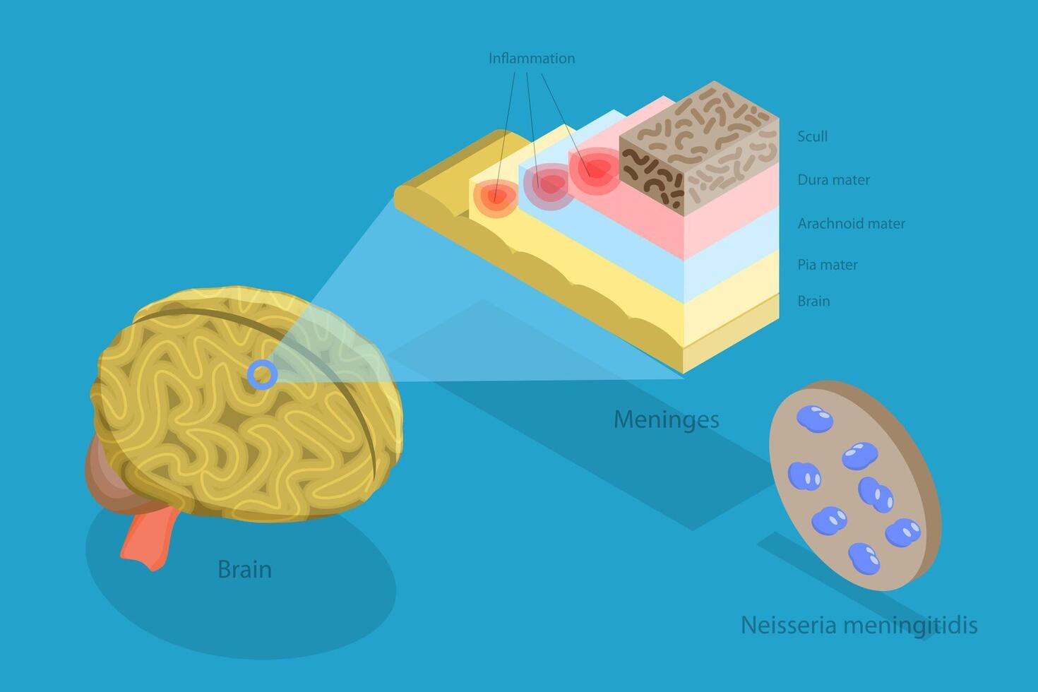 Illustration of brain and meninges layers vector