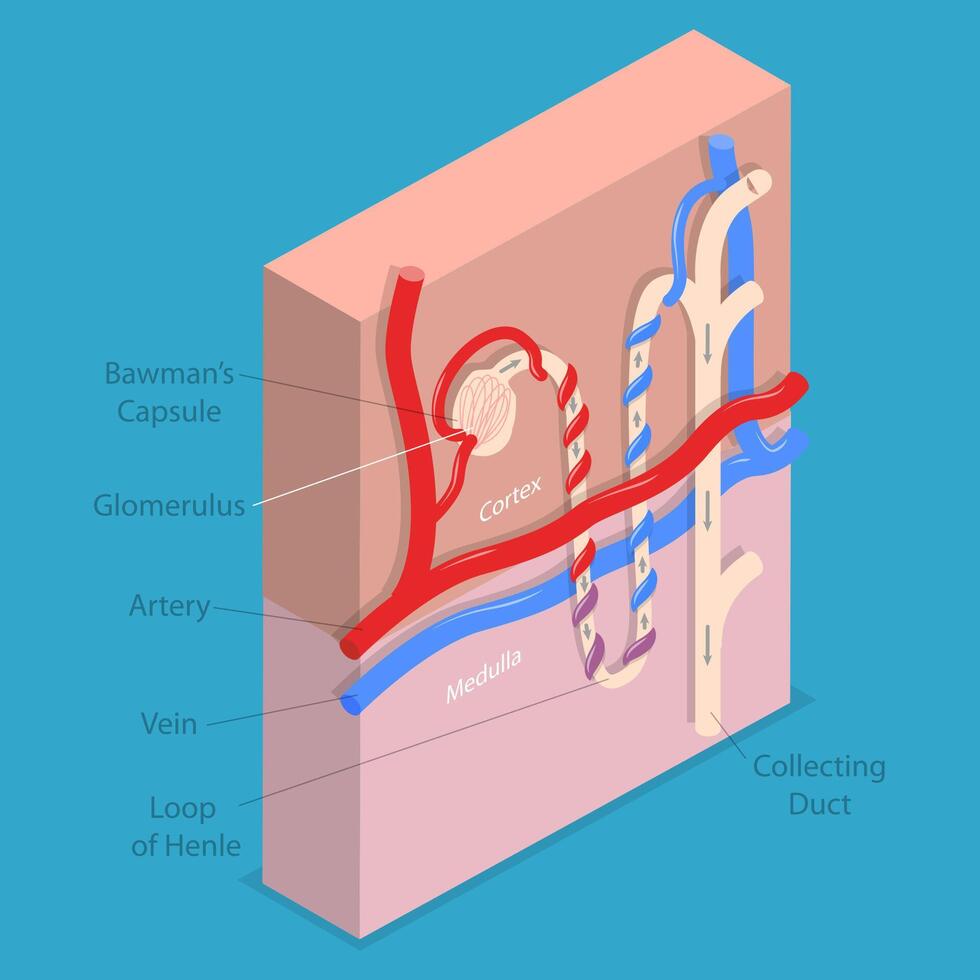 3D Isometric Flat Conceptual Illustration of Structure Nephron of the Kidney, Educational Diagram vector
