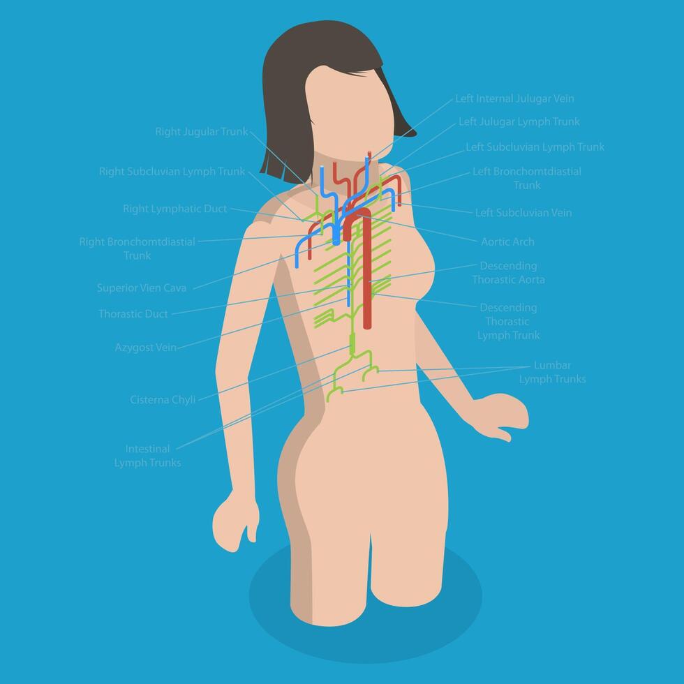 3D Isometric Flat Conceptual Illustration of Thoracic Duct, Educational Diagram vector