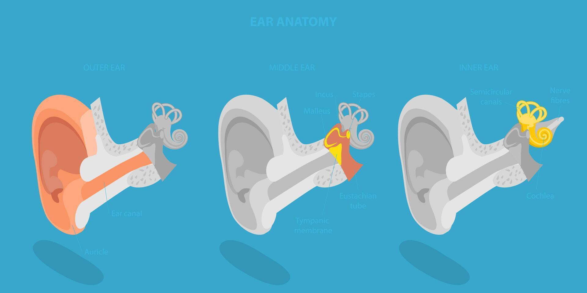 3D Isometric Flat Conceptual Illustration of Human Ear Anatomy, Labeled Medical Scheme vector