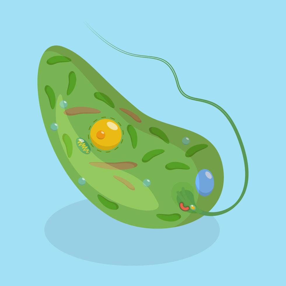 3D Isometric Flat Conceptual Illustration of Anatomy Of A Euglena, Biological Educational Schema vector