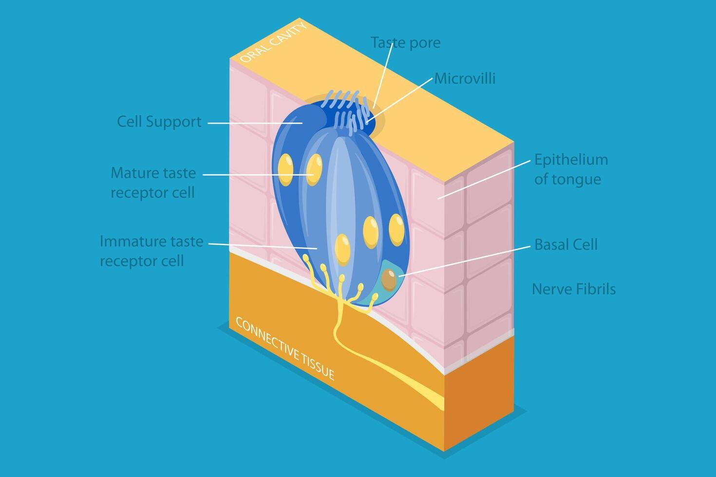 3D Isometric Flat Conceptual Illustration of Anatomy Of A Taste Bud, Tonge Anatomy vector