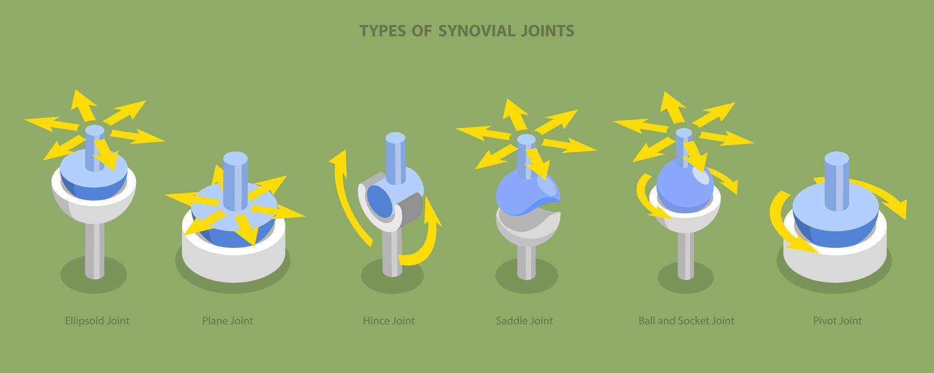 3D Isometric Flat Conceptual Illustration of Types Of Synovial Joints, Labeled Anatomy Infographic vector