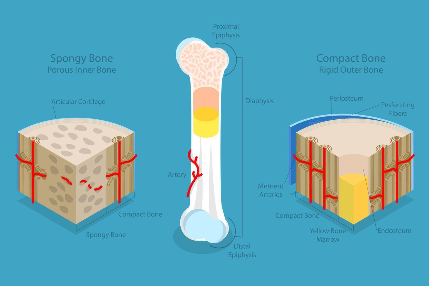 3D Isometric Flat Conceptual Illustration of Spongy Vs Compact Bone, Educational Diagram vector