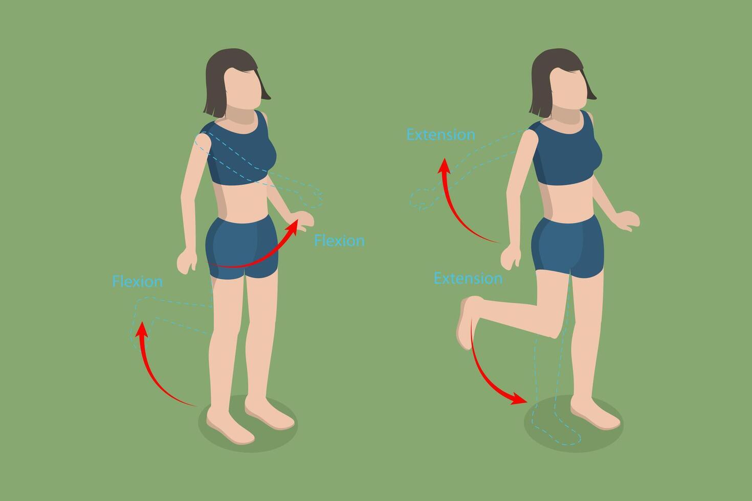 3D Isometric Flat Conceptual Illustration of Flexion And Extension, Human Body Movement vector