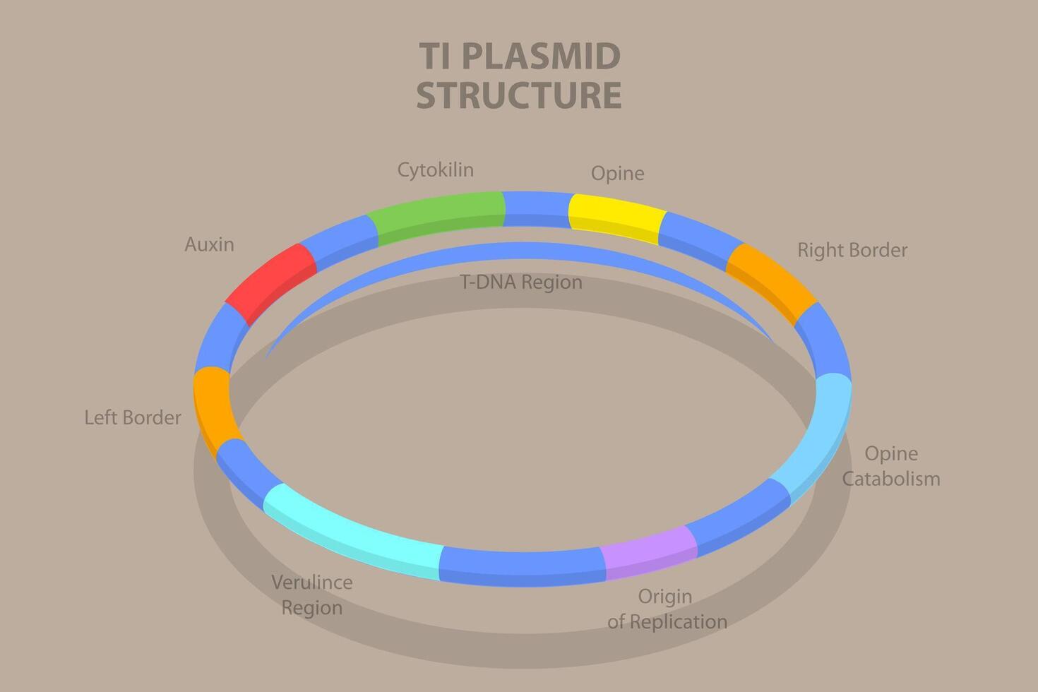 3D Isometric Flat Conceptual Illustration of Ti Plasmid Structure, Educational Diagram vector