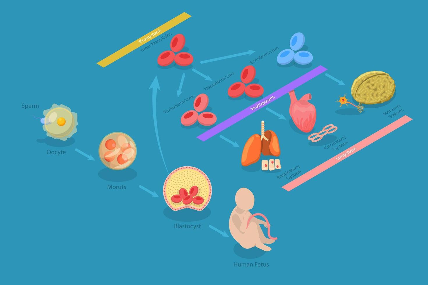 3D Isometric Flat Conceptual Illustration of Totipotent Cells, Educational Scheme vector