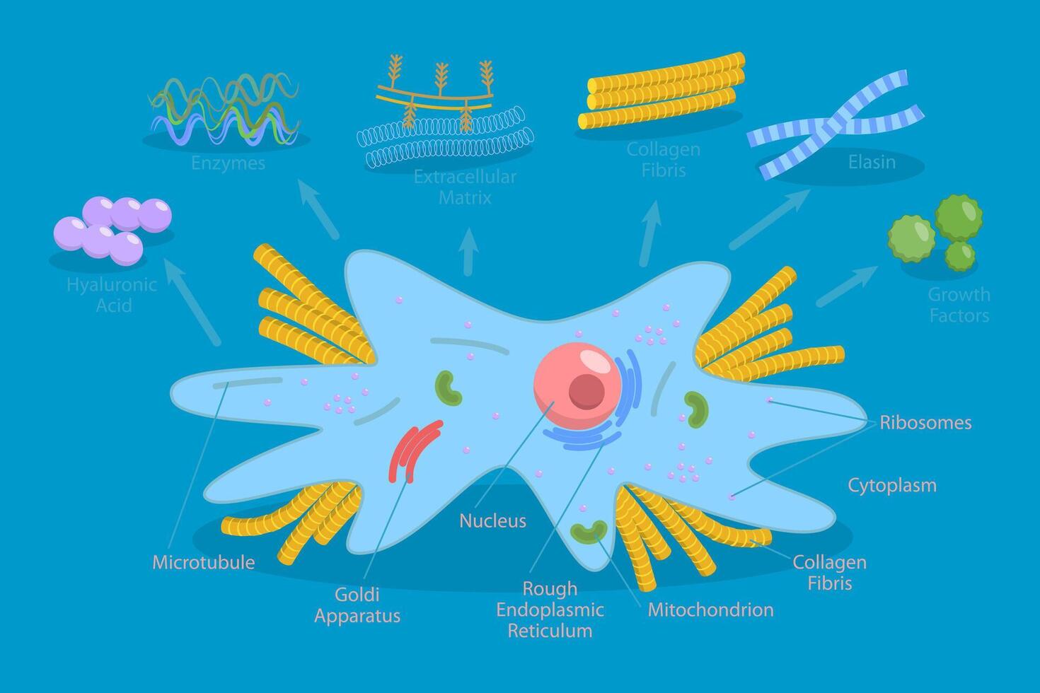 Diagram of cell structure and components vector