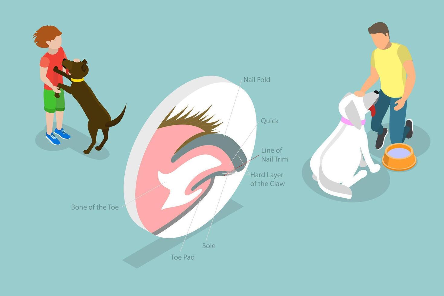 Dog nail anatomy diagram for pet owners vector