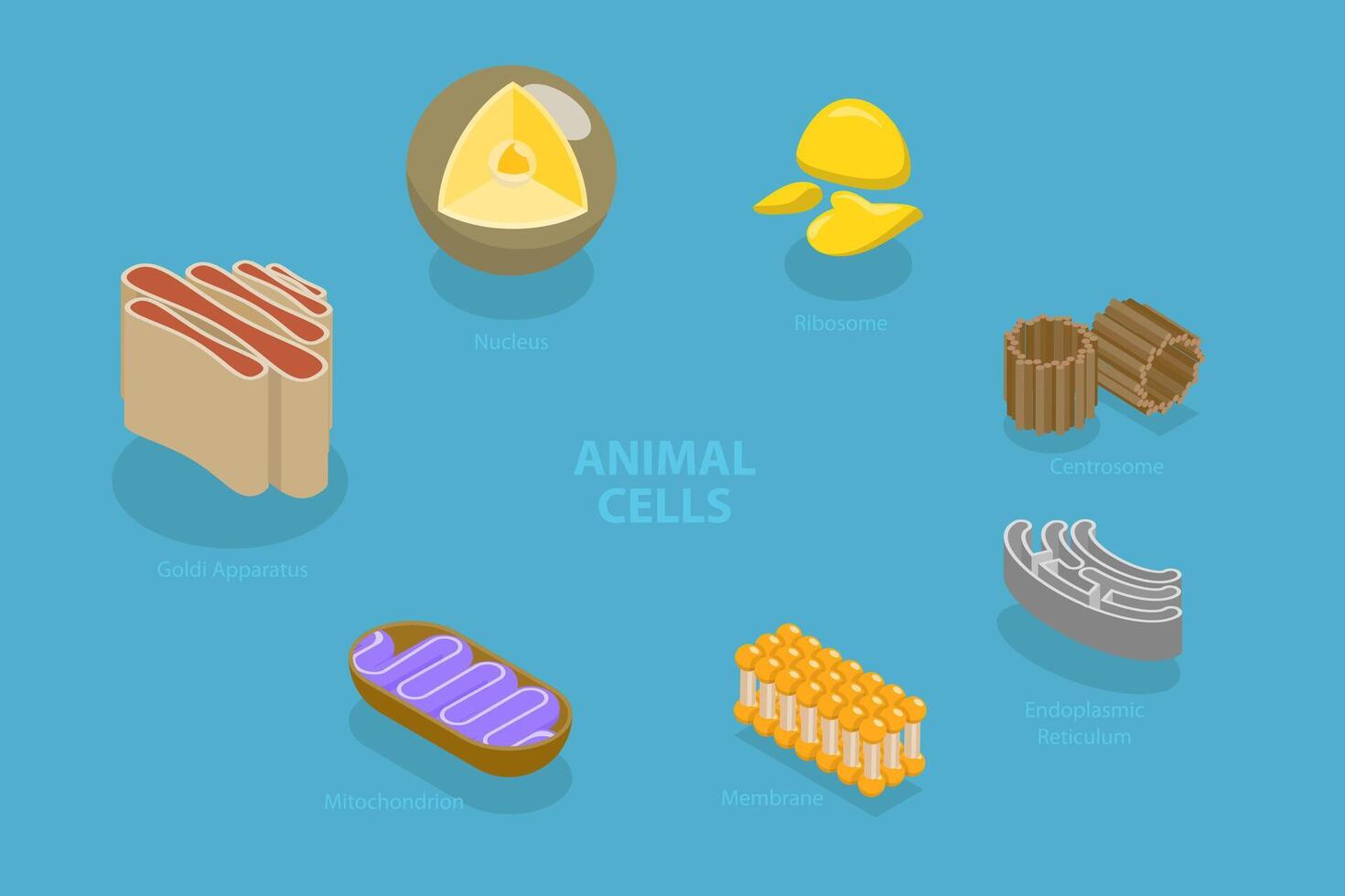 3D Isometric Flat Conceptual Illustration of Animal Cells, Educational Diagram vector