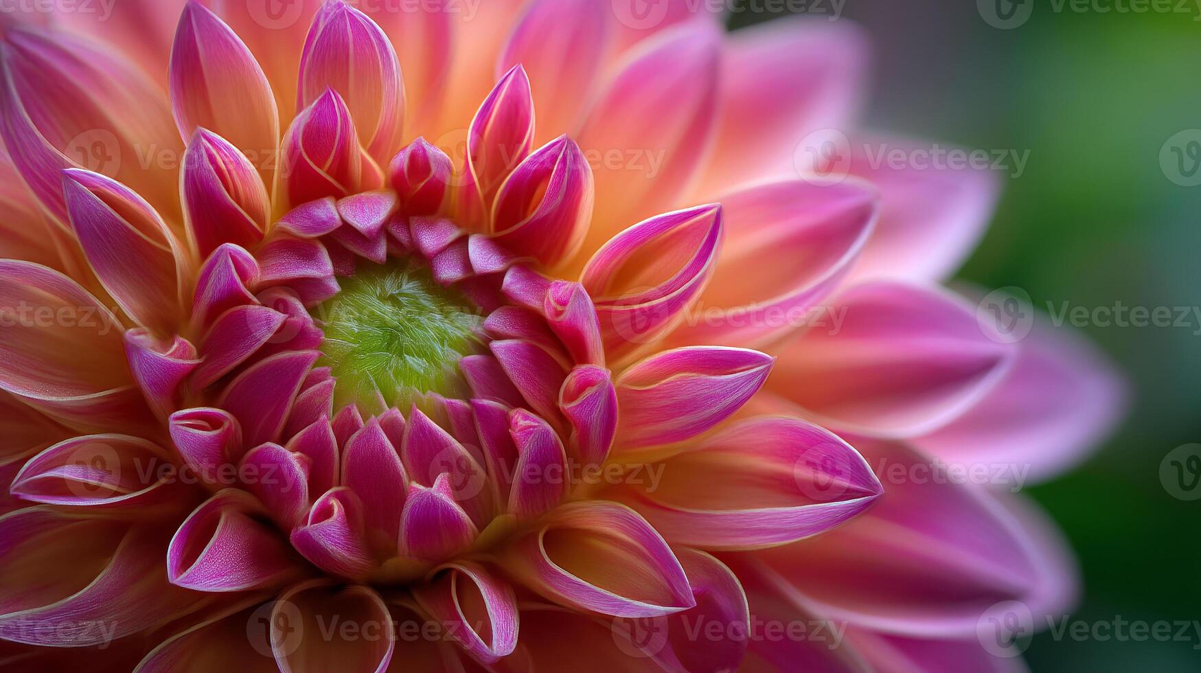Lush garden flower in full bloom and natural beauty photo
