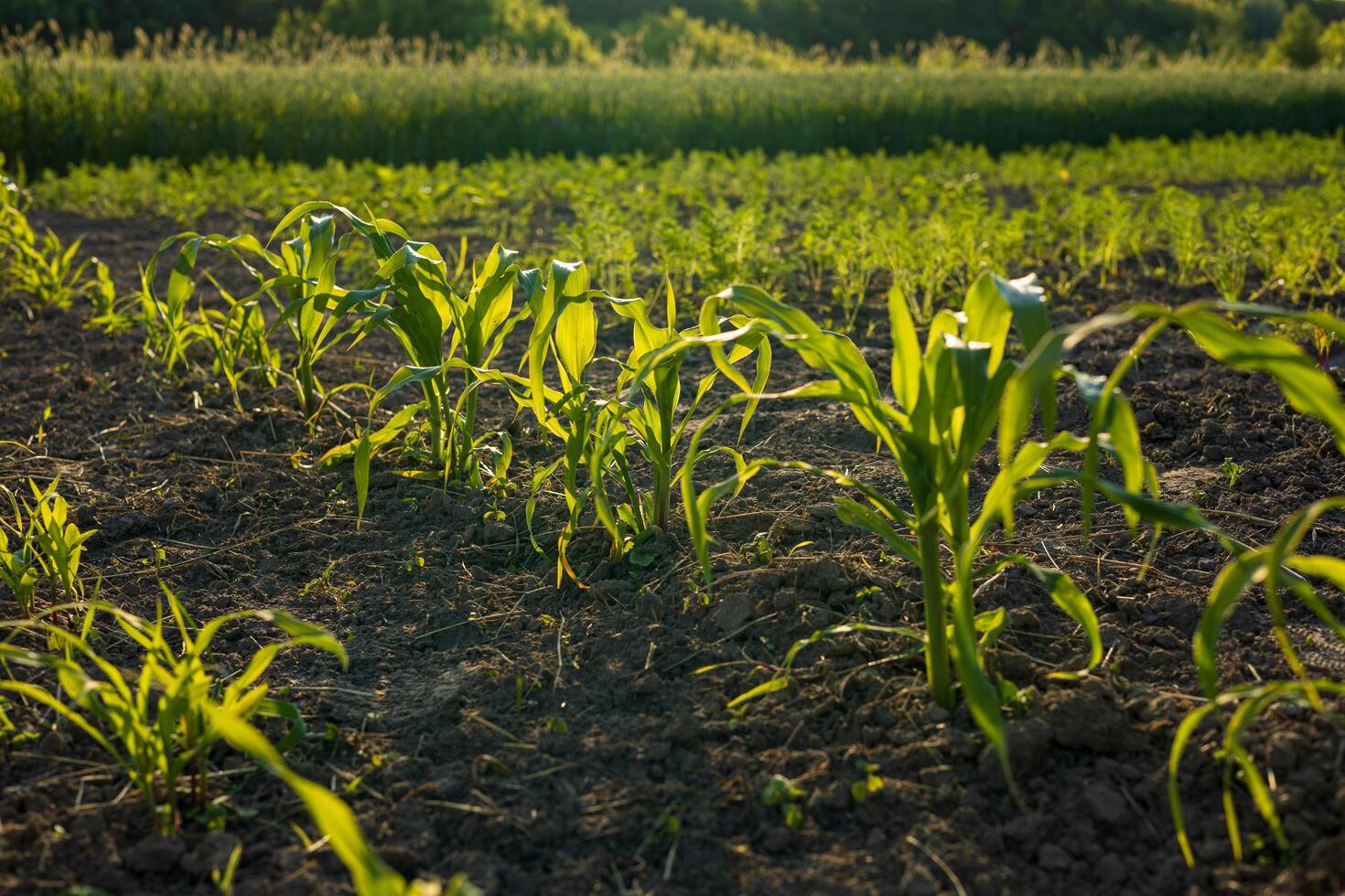 Young corn sprouts emerge from rich soil, basking in warm sunlight amidst surrounding greenery that hints at a bountiful harvest photo