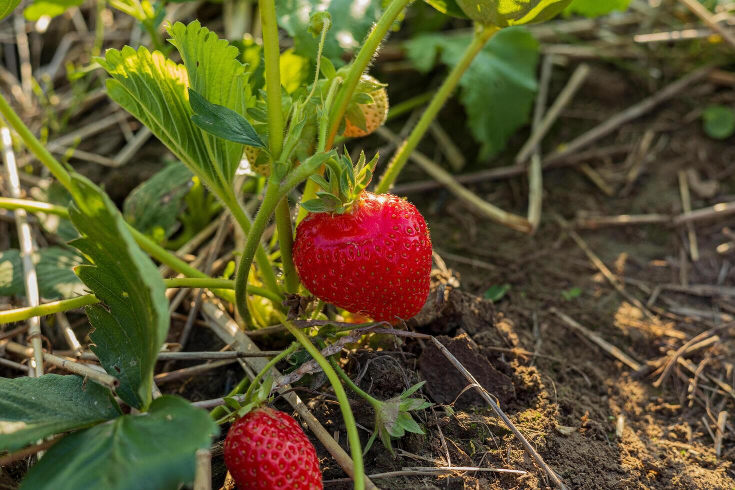Bright red strawberries rest amidst lush green leaves, showcasing their ripe freshness ready for harvest in a vibrant garden setting photo